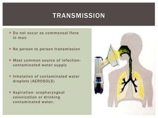  Do not occur as commensal flora
in man
 No person to person transmission
 Most common source of infection-
contaminated water supply
 Inhalation of contaminated water
droplets (AEROSOLS)
 Aspiration- oropharyngeal
colonization or drinking
contaminated water.
TRANSMISSION
 