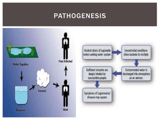 PATHOGENESIS
 