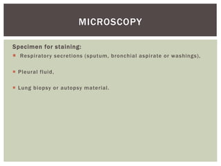 Specimen for staining:
 Respiratory secretions (sputum, bronchial aspirate or washings),
 Pleural fluid,
 Lung biopsy or autopsy material.
MICROSCOPY
 