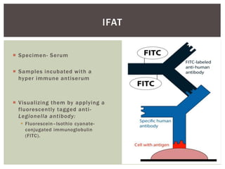 Specimen- Serum
 Samples incubated with a
hyper immune antiserum
 Visualizing them by applying a
fluorescently tagged anti-
Legionella antibody:
 Fluorescein–Isothio cyanate-
conjugated immunoglobulin
(FITC).
IFAT
 