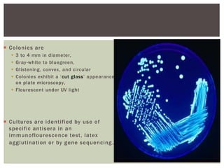  Colonies are
 3 to 4 mm in diameter,
 Gray-white to bluegreen,
 Glistening, convex, and circular
 Colonies exhibit a ‘cut glass’ appearance
on plate microscopy,
 Flourescent under UV light
 Cultures are identified by use of
specific antisera in an
immunoflourescence test, latex
agglutination or by gene sequencing.
 
