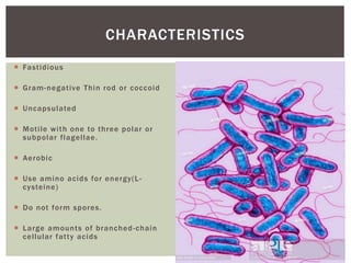  Fastidious
 Gram-negative Thin rod or coccoid
 Uncapsulated
 Motile with one to three polar or
subpolar flagellae.
 Aerobic
 Use amino acids for energy(L-
cysteine)
 Do not form spores.
 Large amounts of branched-chain
cellular fatty acids
CHARACTERISTICS
 