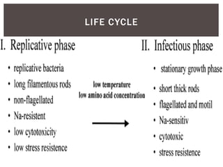  Two major phases to the life cycle.
1. REPLICATIVE PHASE - non-motile and have a low toxicity
2. INFECTIOUS PHASE - bacteria are shorter and thicker, have
developed flagella and are highly toxic.
LIFE CYCLE
 