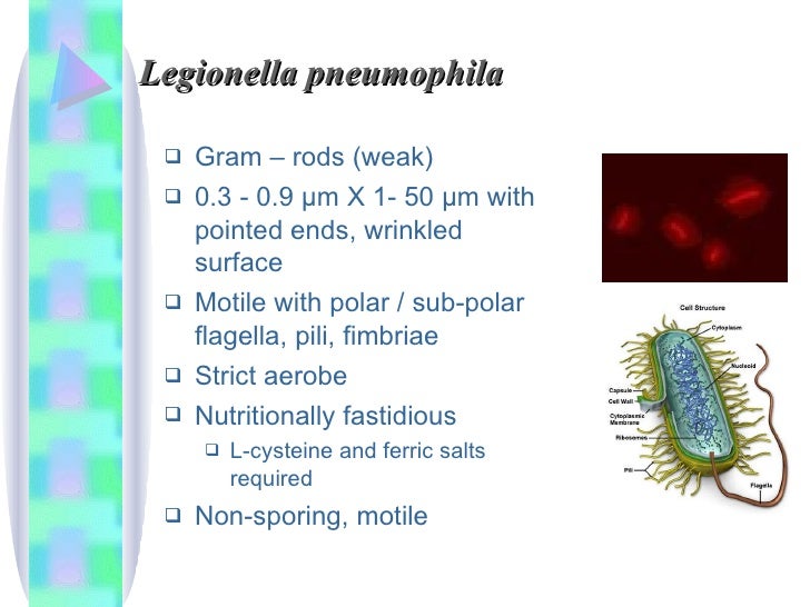 Legionella+Mycoplasma+Atypical Pneumonia