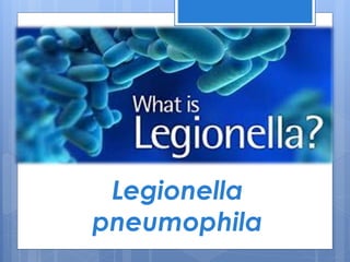 Legionella
pneumophila
 