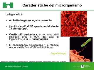 Caratteristiche del microrganismo La legionella è: un batterio gram-negativo aerobio identificate  più di 50 specie, suddivise in 71 sierogruppi.  Quella più pericolosa , a cui sono stati collegati circa il 90% dei casi di legionellosi,  è la L. pneumophila . L. pneumophila sierogruppo 1 è ritenuta responsabile fino all’ 84% di tutti i casi Martino Massimiliano   Trapani Legionella  spp Benson RF and Fields BS,  Classification of the genus Legionella. Semin Respir Infect 1998; 13:90-99. 