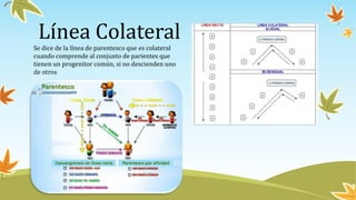 Se dice de la línea de parentesco que es colateral
cuando comprende al conjunto de parientes que
tienen un progenitor común, si no descienden uno
de otros
Línea Colateral
 