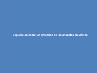 Legislación sobre los derechos de los
         animales en México
  Legislación sobre los derechos de los animales en México
 