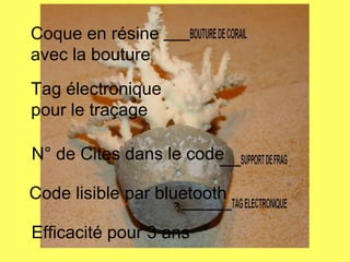 Coque en résine
avec la bouture
Tag électronique
pour le traçage
N° de Cites dans le code
Code lisible par bluetooth
Efficacité pour 3 ans
 