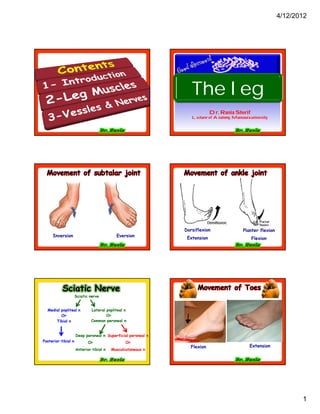 4/12/2012




                                                                 The leg
                                                                           Dr. Rania Sherif
                                                                 Lecturer of Anatomy, Mansoura university




                                                              Dorsiflexion                  Planter flexion
     Inversion                             Eversion            Extension                        Flexion




           Sciatic Nerve
                     Sciatic nerve


  Medial popliteal n         Lateral popliteal n
         Or                          Or
      Tibial n               Common peroneal n


                     Deep peroneal n Superficial peroneal n
Posterior tibial n          Or                  Or
                                                                Flexion                        Extension
                     Anterior tibial n   Musculcutaneous n




                                                                                                                     1
 