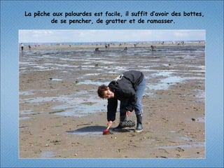 La pêche aux palourdes  est facile , il suffit d’avoir des bottes, de se pencher, de gratter et de ramasser.  