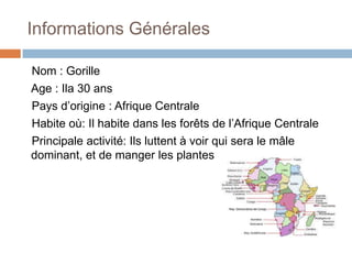 InformationsGénéralesNom : GorilleAge : Ila 30 ansPaysd’origine : AfriqueCentrale    Habite où: Il habite dans les forêts de l’AfriqueCentralePrincipaleactivité: Ilsluttent à voirquisera le mâledominant, et de manger les plantes