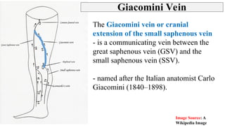 Leg Posterior Compartment Back Of Leg Fascia Cruris PPT leg-posterior-compartment-back-of-leg-fascia-cruris-ppt
