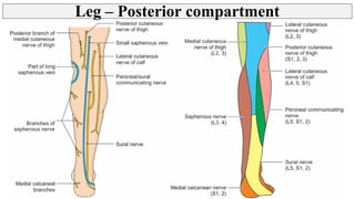 Leg Posterior Compartment Back Of Leg Fascia Cruris PPT leg-posterior-compartment-back-of-leg-fascia-cruris-ppt
