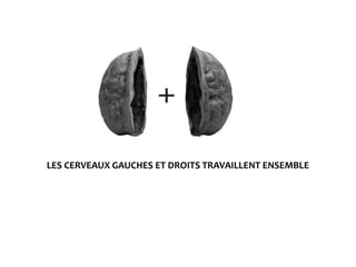 LES CERVEAUX GAUCHES ET DROITS TRAVAILLENT ENSEMBLE
 