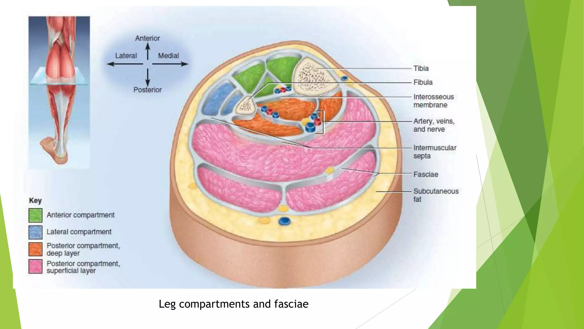 Internal Legs Anatomy of the Leg | PPTX