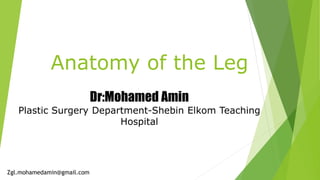 Anatomy of the Leg
Dr:Mohamed Amin
Plastic Surgery Department-Shebin Elkom Teaching
Hospital
Zgl.mohamedamin@gmail.com
 