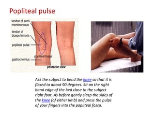 Popliteal pulse 
Ask the subject to bend the knee so that it is 
flexed to about 90 degrees. Sit on the right 
hand edge of the bed close to the subject 
right foot. As before gently clasp the sides of 
the knee (of either limb) and press the pulps 
of your fingers into the popliteal fossa. 
 