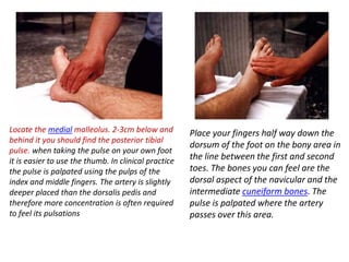 Locate the medial malleolus. 2-3cm below and 
behind it you should find the posterior tibial 
pulse. when taking the pulse on your own foot 
it is easier to use the thumb. In clinical practice 
the pulse is palpated using the pulps of the 
index and middle fingers. The artery is slightly 
deeper placed than the dorsalis pedis and 
therefore more concentration is often required 
to feel its pulsations 
Place your fingers half way down the 
dorsum of the foot on the bony area in 
the line between the first and second 
toes. The bones you can feel are the 
dorsal aspect of the navicular and the 
intermediate cuneiform bones. The 
pulse is palpated where the artery 
passes over this area. 
 