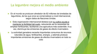 La legumbre mejora el medio ambiente
 En el mundo se producen alrededor de 62 millones de toneladas de
legumbres, de los que once se comercializan a nivel internacional,
según datos de Naciones Unidas.
 Esta organización internacional destaca que su cultivo ayuda a
mantener la fertilidad del suelo, reduciendo así la necesidad de
emplear fertilizantes, facilitando una agricultura más sostenible. A su
vez, disminuye las emisiones de gases de efecto invernadero.
 La actividad ganadera necesita importantes consumos de recursos
naturales de agua, fertilizantes, energía, y además produce
importantes emisiones de gases de efectos invernadero en todo su
ciclo
 