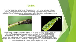 Plagas:
Pulgón: miden de 0,5 a 6mm. Pueden tener color ocre, amarillo verde o
negro. Se agrupan en las hojas, las flores y los brotes tiernos formando
colonias. Podemos encontrar pulgones con alas. Debilitan la planta ya que se
alimentan de la savia de estas.
Trips del guisante: la hembra adulta es de color negro y mide 1,8mm de
longitud. Inverna en el suelo en forma de larva y a los pocos días se
transforma en ninfa. Llegada la primavera ataca a cultivos de habas y
guisantes, vive sobre hojas verdes. Deposita los huevos en el estigma de la
flor. Su incubación dura 7 a 10 días. Daños: picaduras en las vainas de habas,
que adquieren coloración plateada y las deforma.
 