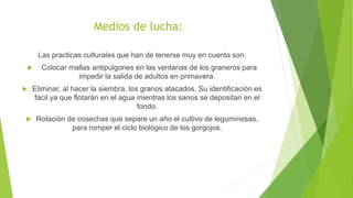 Medios de lucha:
Las practicas culturales que han de tenerse muy en cuenta son:
 Colocar mallas antipulgones en las ventanas de los graneros para
impedir la salida de adultos en primavera.
 Eliminar, al hacer la siembra, los granos atacados. Su identificación es
fácil ya que flotarán en el agua mientras los sanos se depositan en el
fondo.
 Rotación de cosechas que separe un año el cultivo de leguminosas,
para romper el ciclo biológico de los gorgojos.
 