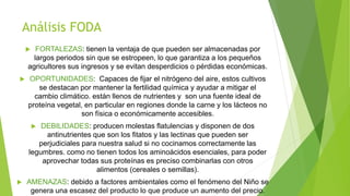 Análisis FODA
 FORTALEZAS: tienen la ventaja de que pueden ser almacenadas por
largos periodos sin que se estropeen, lo que garantiza a los pequeños
agricultores sus ingresos y se evitan desperdicios o pérdidas económicas.
 OPORTUNIDADES: Capaces de fijar el nitrógeno del aire, estos cultivos
se destacan por mantener la fertilidad química y ayudar a mitigar el
cambio climático. están llenos de nutrientes y son una fuente ideal de
proteína vegetal, en particular en regiones donde la carne y los lácteos no
son física o económicamente accesibles.
 DEBILIDADES: producen molestas flatulencias y disponen de dos
antinutrientes que son los fitatos y las lectinas que pueden ser
perjudiciales para nuestra salud si no cocinamos correctamente las
legumbres. como no tienen todos los aminoácidos esenciales, para poder
aprovechar todas sus proteínas es preciso combinarlas con otros
alimentos (cereales o semillas).
 AMENAZAS: debido a factores ambientales como el fenómeno del Niño se
genera una escasez del producto lo que produce un aumento del precio.
 