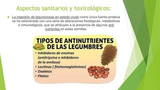Aspectos sanitarios y toxicológicos:
 La ingestión de leguminosas en estado crudo como única fuente proteica
se ha relacionado con una serie de alteraciones fisiológicas, metabólicas
e inmunológicas, que se atribuyen a la presencia de algunos anti
nutrientes en estas semillas.
 