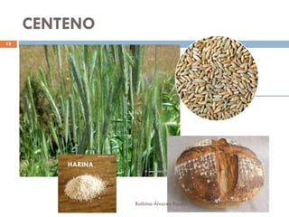 CENTENO
12

HARINA

Balbina Álvarez Rguez.

12/10/2013

 