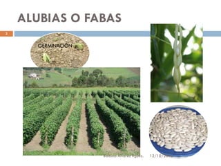 ALUBIAS O FABAS
3

GERMINACIÓN

Balbina Álvarez Rguez.

12/10/2013

 