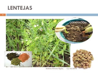 LENTEJAS
4

GERMINACIÓN

Balbina Álvarez Rguez.

12/10/2013

 