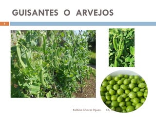 GUISANTES O ARVEJOS
6

Balbina Álvarez Rguez.

12/10/2013

 