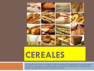 CEREALES
Los cereales (de Ceres, el nombre en latín de la diosa de la agricultura) son gramíneas,
herbáceas cuyos granos o semillas están en la base de la alimentación humana o del
ganado, generalmente molidos en forma de harina.

 
