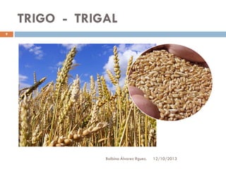 TRIGO - TRIGAL
9

Balbina Álvarez Rguez.

12/10/2013

 