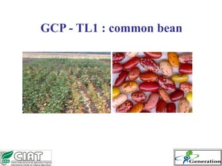 GCP - TL1 : common bean
 