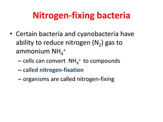 Nitrogen-fixing bacteria
• Certain bacteria and cyanobacteria have
ability to reduce nitrogen (N2) gas to
ammonium NH4
+
–...