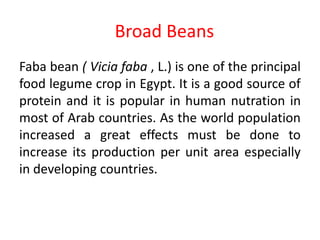 Faba bean varieties:-
• 1- Giza 716
• 2- Giza 461
• 3- Giza 843
• 4- Sakha 1
• Faba bean varieties were developed by the
l...