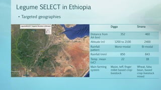 Legume Select–Ethiopia: Review of implemented activities