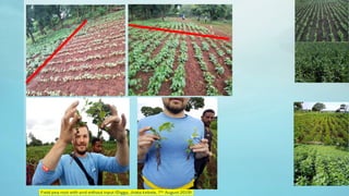 Legume Select–Ethiopia: Review of implemented activities