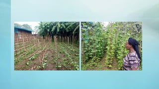 Legume Select–Ethiopia: Review of implemented activities