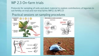 Legume Select–Ethiopia: Review of implemented activities