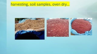 Legume Select–Ethiopia: Review of implemented activities