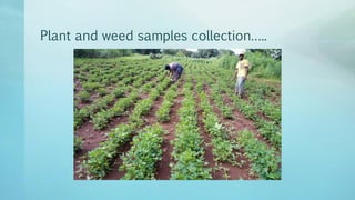 Legume Select–Ethiopia: Review of implemented activities