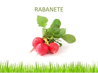 RABANETE
 