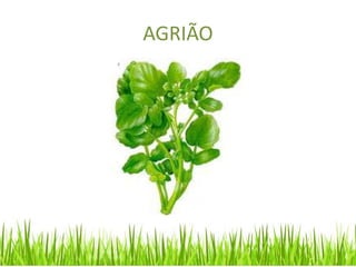 AGRIÃO
 