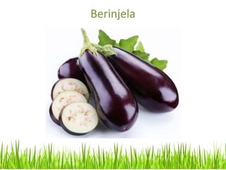 Berinjela
 