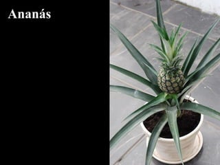 Ananás
 