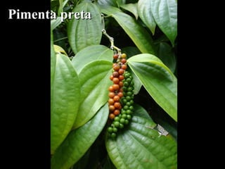 Pimenta pretaPimenta preta
 