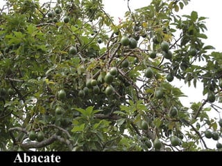 Abacate
 