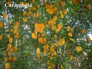 Carambola
 